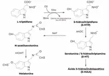 La reacción de hidroxilación del triptófano catalizada por TPH da lugar a 5-hidroxitriptófano, pudiendo este último convertirse en serotonina, conocida científicamente como 5-hidroxitriptamina, mediante la acción de la enzima L-aminoácido aromático descarboxilasa. La serotonina puede ser acetilada por N-acetiltransferasa y convertirse en N-acetilserotonina, molécula precursora de la melatonina, que da lugar a esta última al ser metilada por hidroxilindol-O-metiltransferasa.