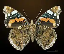 Vanessa atalanta (vista ventral)