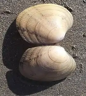 Exoesqueletos de las almejas que componen la arena de la isla.