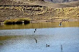 Wallatas pescando en Moroko Cota, debajo una Choka Gigante nadando