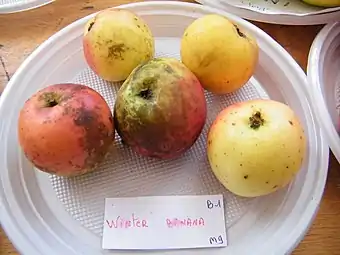 Manzana 'Winter Banana'.