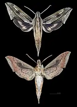 Xylophanes lichyi