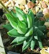 Ejemplar joven de H. glauca