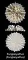 Fungiacyathus (fungiacyathus) paliferus, Fungiacyathidae