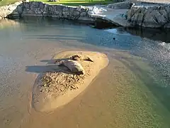 Foca en el minizoo.