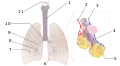Diagrama de los pulmones. 1:Tráquea 2:Arteria pulmonar 3:Vena pulmonar 4:Conducto alveolar 5:Alvéolos 6:Corte cardíaco 7:Bronquiolos 8:Bronquios terciarios 9:Bronquios secundarios 10:Bronquios primarios 12:Laringe. Las venas bronquiales no están visibles.
