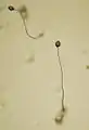 Dictyostelium, 5-cuerpos fructíferos