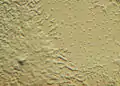 Dictyostelium, 1-mixamebas