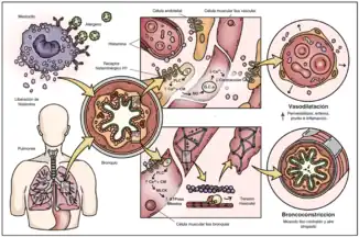 Mecanismo y efecto de la histamina en los receptores H1. Genera vasodilatación y broncoconstricción.