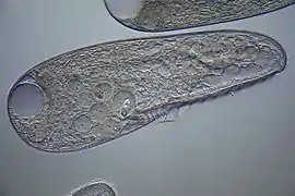 Blepharisma japonicum (Blepharismidae)